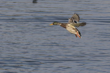 Wildlife Sightings 10/10/2024